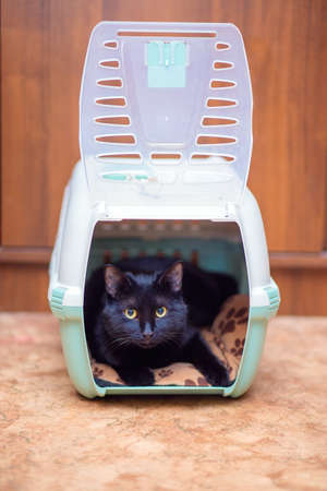 A beautiful black cat is sitting in its carry bag. The cat is preparing to move or travel. Cat basketの写真素材