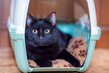 A beautiful black cat is sitting in its carry bag. The cat is preparing to move or travel. Cat basketの写真素材