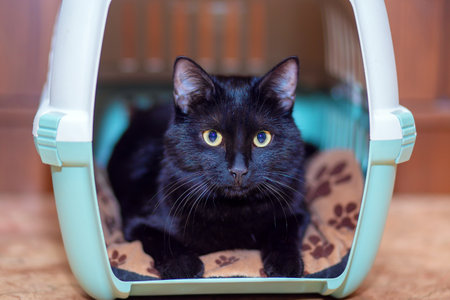 A beautiful black cat is sitting in its carry bag. The cat is preparing to move or travel. Cat basketの写真素材