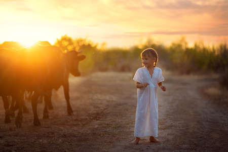 A little Slavic girl in a sundress walks barefoot in the village and looks at the cows. The girl grazes the cows at sunset.の写真素材