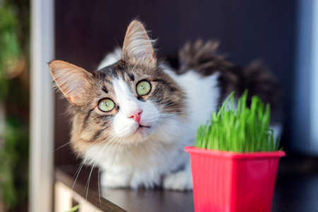 A beautiful fluffy cat lies in the apartment next to the cat grass. Special herb for domestic cats