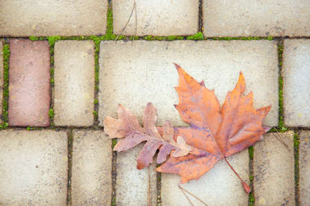 Autumn background from paving stones. Autumn abstraction with paving stones, pine needles and fallen maple leaves. Autumn themeの写真素材