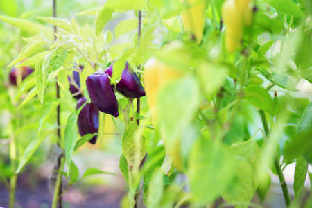 Harvest unusual purple sweet pepper. Growing bell pepper. Paprika on a bush in the country.の写真素材