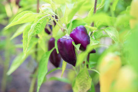 Harvest unusual purple sweet pepper. Growing bell pepper. Paprika on a bush in the country.の写真素材