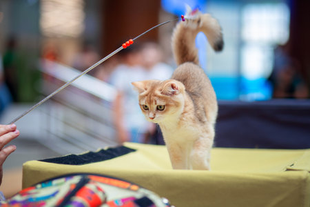 A beautiful kitten of the British breed is presented at the cat show. Purebred expensive kitten for sale at the exhibitionの写真素材