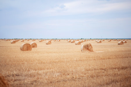 A stack of hay in a field. Harvesting of grain in agricultural fields. Rolling hay into rolls....