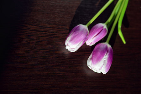 Three lilac tulips lie on a dark background. Postcard for March 8. International Women's Day. Posyの写真素材