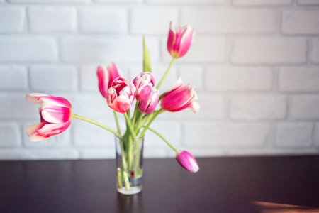 Beautiful pink tulips in a glass. spring postcard. March 8. Spring flowers at home on the tableの写真素材