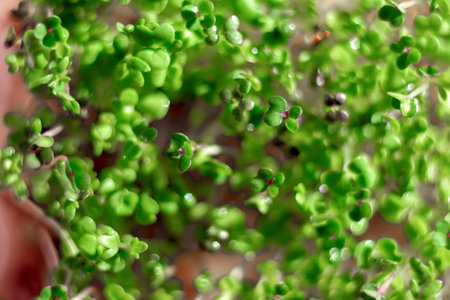 Microgreens for salads, sandwiches and various dishes. Fashion addition and decoration of dishesの写真素材