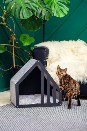 A beautiful cat of the Bengal breed near the house for cats. Cozy cat house in the interiorの写真素材