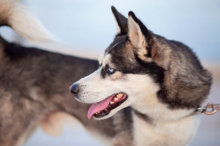 Beautiful dog of the Alaskan Clique breed. Mini husky dog. Beautiful puppy with blue eyesの写真素材