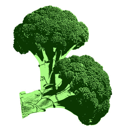 Broccoli Icon with a Flat Design â a modern, flat-style broccoli vector with clean lines and a simple color palette. Ideal for app icons, recipe websitesのイラスト素材