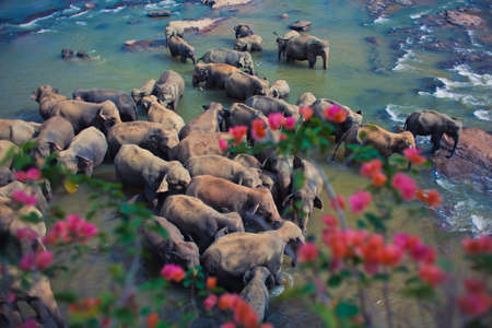 Elephants on the river at Sri Lankaの写真素材