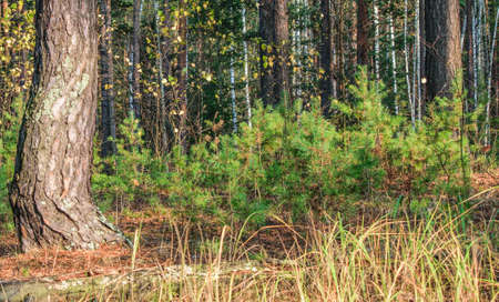 young pines