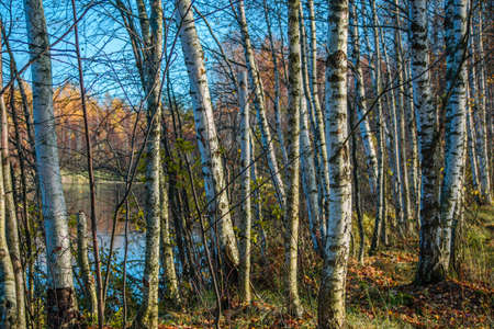 White birch trees on a Sunny autumn dayの写真素材