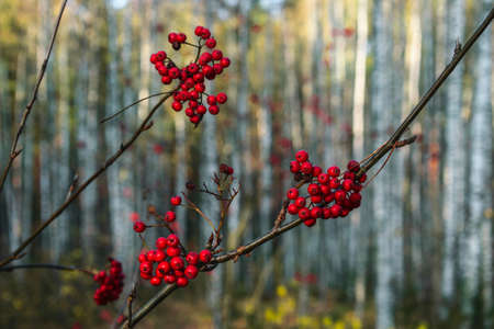 Golden autumn. Rowan branchの写真素材