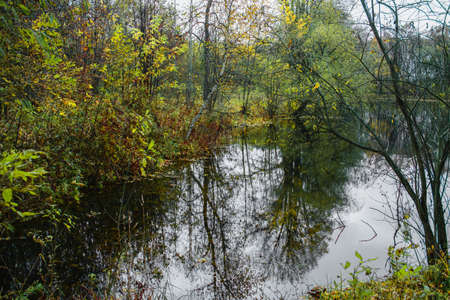 Reflection of trees in a forest lake on a gloomy autumn day