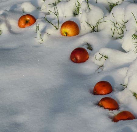 apples in the snowの写真素材