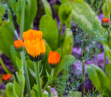 Meadow flower in green grassの写真素材