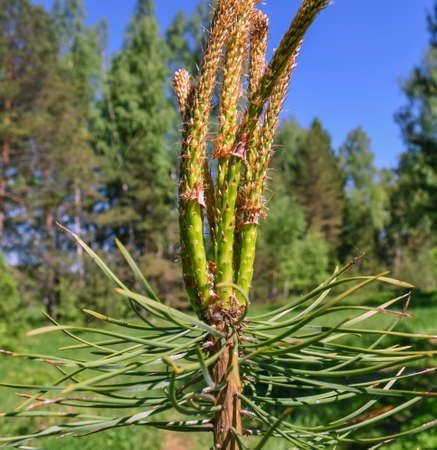 Shoots of young spruceの写真素材