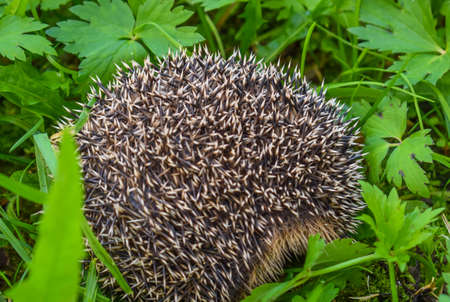 Frightened hedgehog curled up in a ballの写真素材