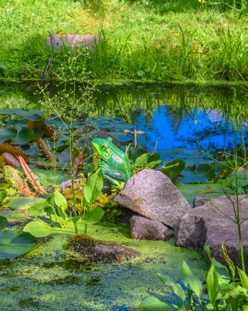 Small forest pond with frogs