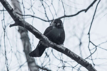 Jackdaws a close look at meの写真素材