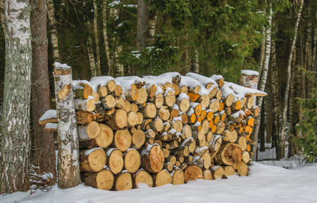 The pile of firewood prepared for winter