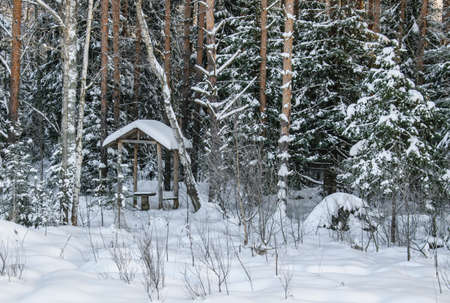 The edge of the pine forest on a frosty winter day