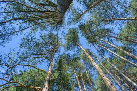 The tops of pine trees against the blue sky