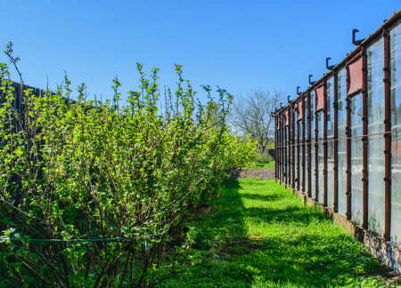 The black currant bushes in the village gardenの写真素材