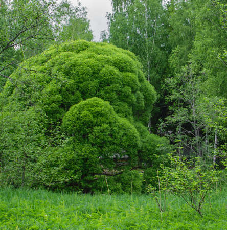 City Park in the early morningの写真素材