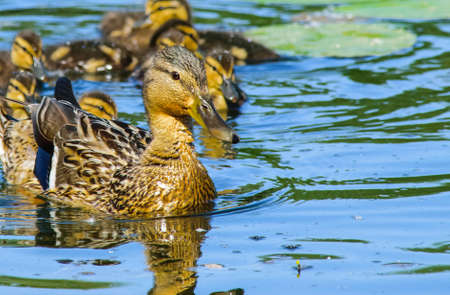 Duck Mallard on waterの写真素材