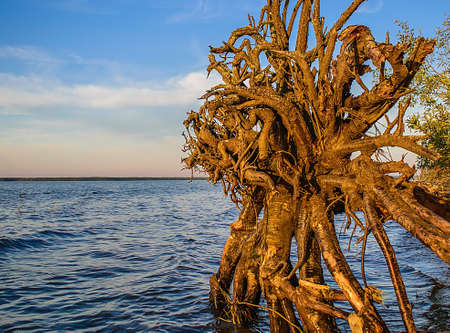 The roots of a fallen treeの写真素材