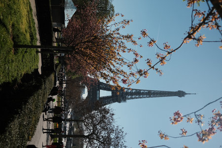 Eiffel Tower through blossoming spring trees in a Parisian park with clear blue sky