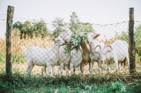 Charming White Goats Gathering Eagerly at the Fence in a Sunny Pasture Embracing a Peaceful Rural...