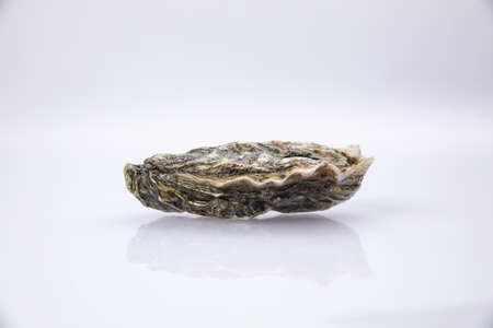 Live oyster in a closed shell on a white backgroundの写真素材