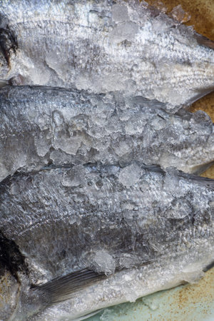 Close up of fresh raw dorado fish with ice on plateの写真素材