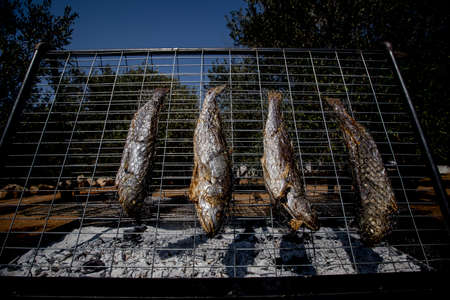Making gourmet food. Fish and veggie ingredients, fish, grill, avocado.の写真素材