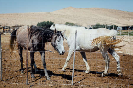 Two horses in a barn behind the fance. black and white horses. full body view.の写真素材