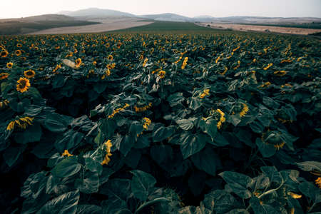 Landscapes of sunflower fields blooming in spring and summer time.の写真素材