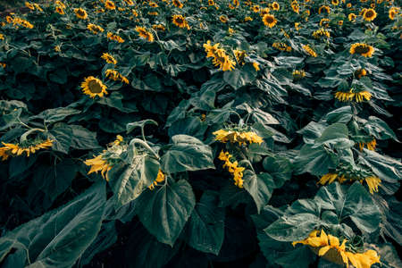 Landscapes of sunflower fields blooming in spring and summer time.の写真素材