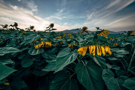 Landscapes of sunflower fields blooming in spring and summer time.の写真素材