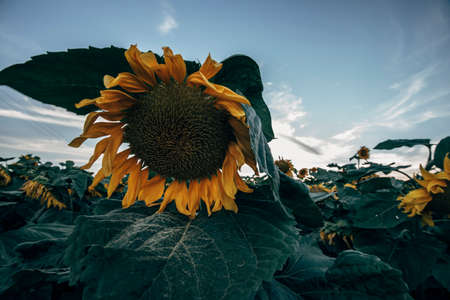 Landscapes of sunflower fields blooming in spring and summer time.の写真素材