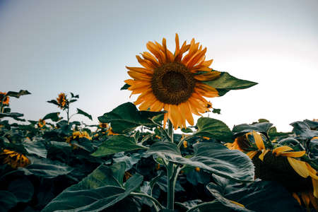 Landscapes of sunflower fields blooming in spring and summer time.の写真素材