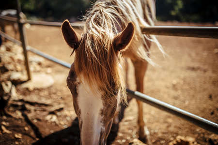 Beautiful brown horses in a barn in a beautiful daylight eating grass.の写真素材
