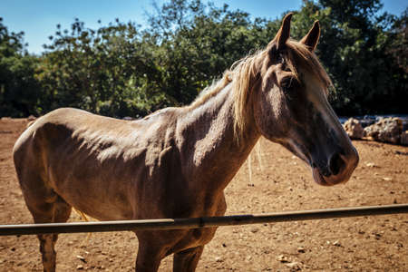 Beautiful brown horses in a barn in a beautiful daylight eating grass.の写真素材