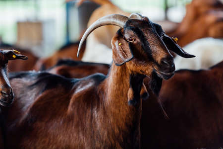 Goat is natural farm. Grows to give milk and cheese.の写真素材
