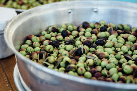 Fresh olives  harvest and in a making of fresh harvest. Natural light and composition.の写真素材
