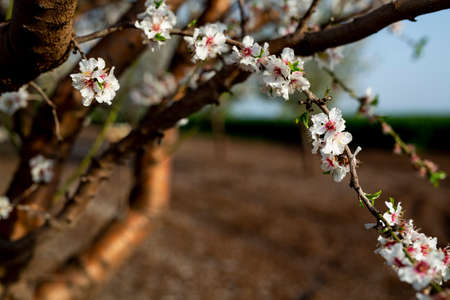 Almond tree blossom in spring time of February and march. Almonds for food industry. Almonds and marzipan.の写真素材